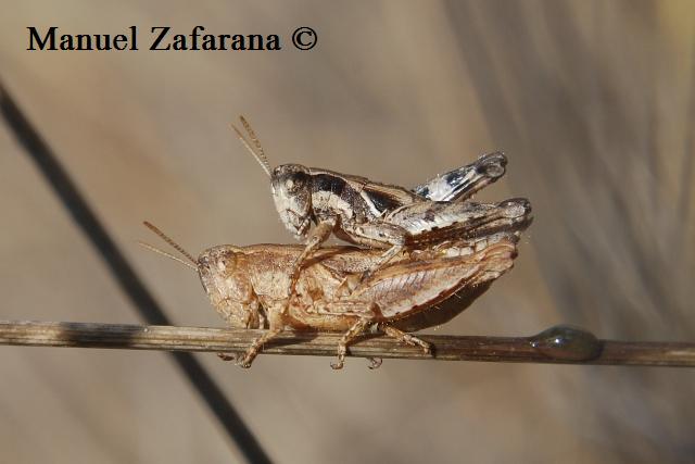 Coppia di Pezotettix giornae